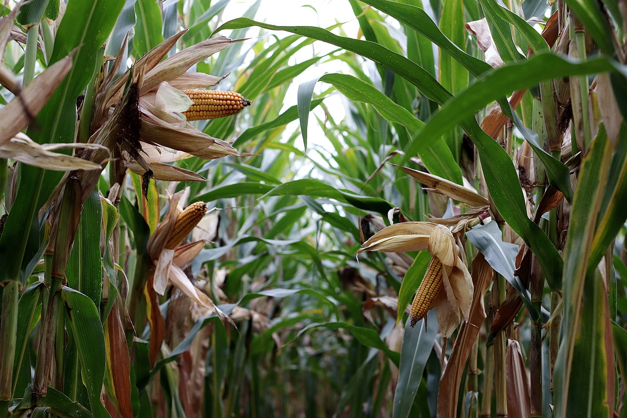 How to Grow Corn in a Small Backyard